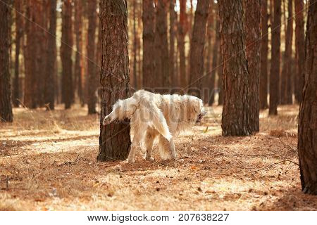 A dog - a labrador pisses on a tree in the forest. Dog on the background of pines.