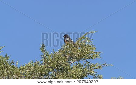 Spotted Towhee in a Badlands Tree in Theodore Roosevelt National Park in North Dakota