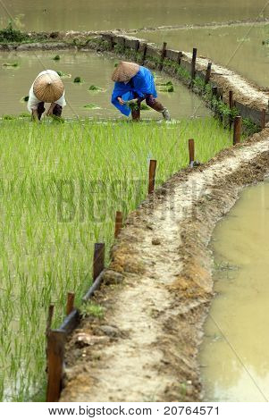 เพาะปลูกข้าว