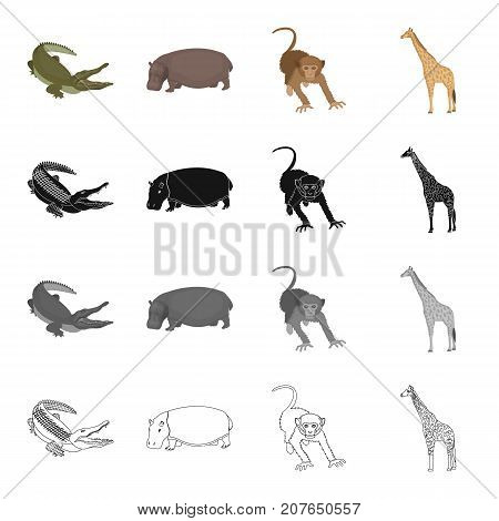 Wild animal, crocodile reptile, hippo, monkey, tall giraffe. Different kind of animal set collection icons in cartoon black monochrome outline style vector symbol stock illustration .