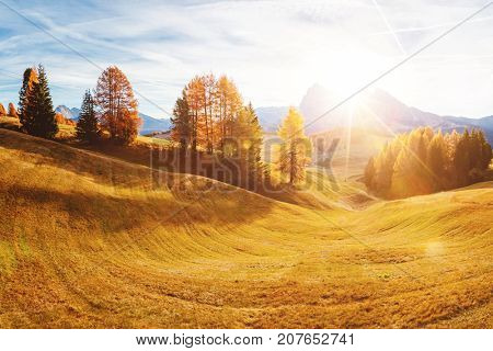 Magic image of larchs on the slopes of bright hills. Gorgeous scene. Location place Dolomiti alps, Compaccio, Seiser Alm or Alpe di Siusi, Bolzano province, South Tyrol, Italy. Europe. Beauty world.