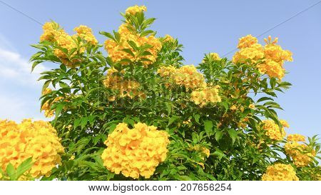 closeup yellow Trumpetflower on blue sky background