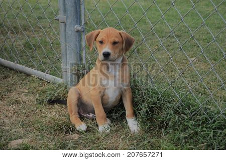 Tan and White puppy (Terrier mix breed)