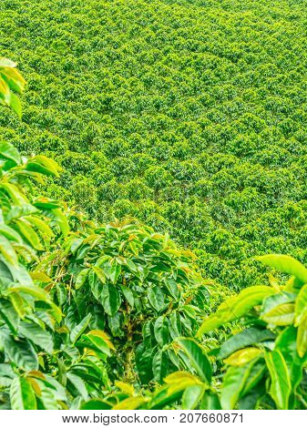 Coffee Plantation In Jerico, Colombia