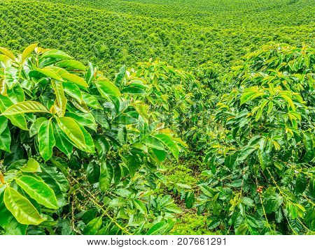 Coffee Plantation In Jerico, Colombia