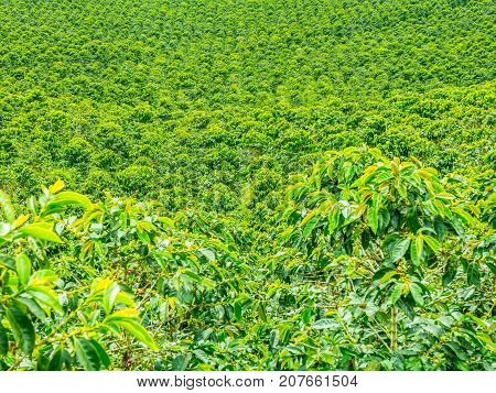 Coffee Plantation In Jerico, Colombia