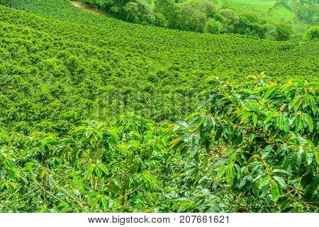 Coffee Plantation In Jerico, Colombia