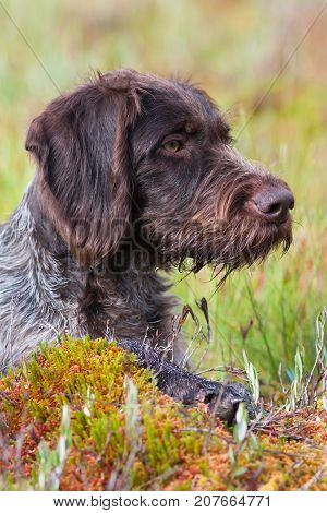 portrait of hunting dog german wirehaired pointer outdoors