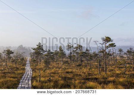 The sun Latvia.Dunikas swamp and mist rises