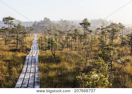 The sun Latvia.Dunikas swamp and mist rises
