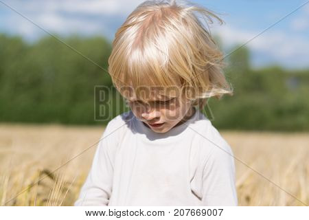 Happy blond child has fun in the rye field, ripe ears of autumn harvest ready to crop