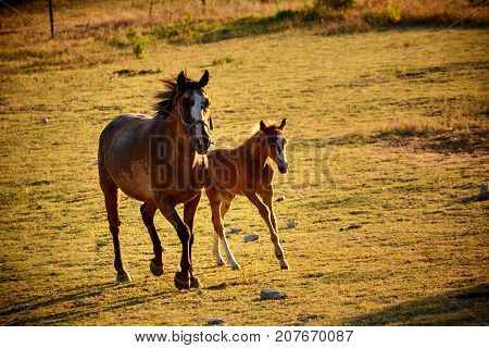 Giumenta and Puledro gallop to the pasture