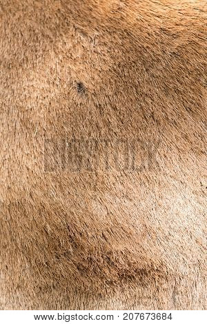 background of sheep skins . In the park in nature