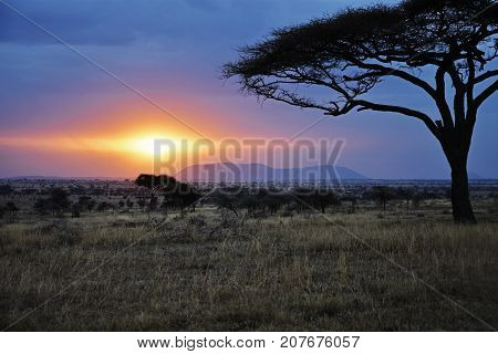 Acacia tree watching the sunset in the Serengeti of Africa.