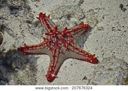 Aquatic photography showing a starfish with amazing bright colors red and grey in Zanzibar.