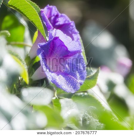 purple flower in nature . In the park in nature