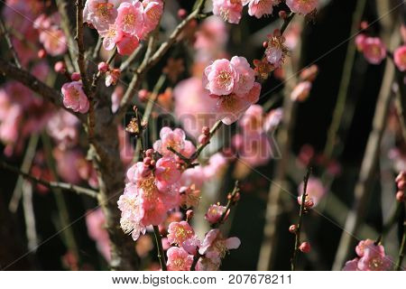 Pink flower. Chinese plum, Japanese apricot. Prunus mume