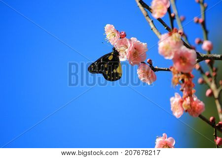butterfly drinking from Chinese plum, Japanese apricot. Prunus mume