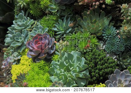 miniature garden with purple succulent plant among lush green plant in the background