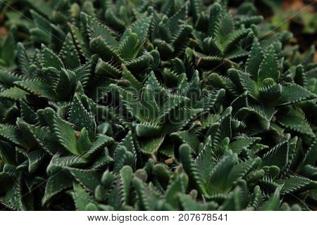 miniature garden with purple succulent plant among lush green plant in the background