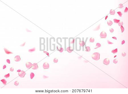 Luxury fresh rose petals is falling in the air on white romantic vector card. Wedding celebration design. Stylish fashion pink backdrop. Saint Valentines template. All elements are isolated