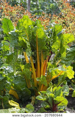 Orange Stemmed Silverbeet Or Chard