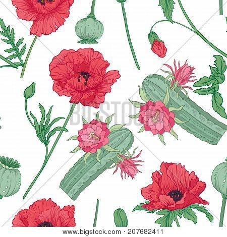 Seamless pattern and, background with red opium poppy and echinopsis. Stock line vector illustration.