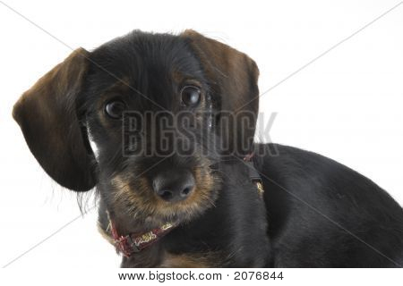 Filhote de cachorro Dachshund