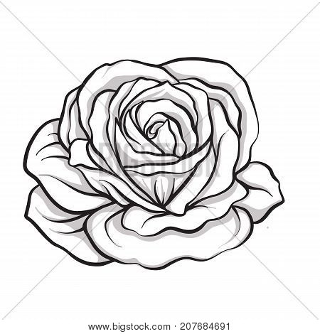 Rose flower isolated outline hand drawn. Stock line vector illustration.