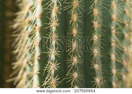 Cactus close-up. Home indoor plants with thorns. A succulent.