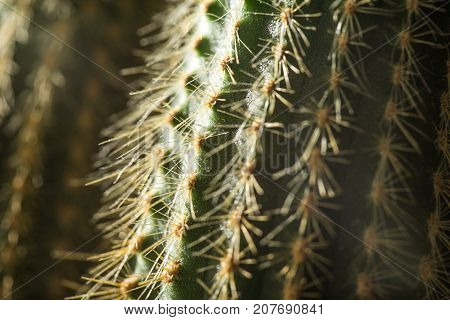 Cactus close-up. Home indoor plants with thorns. A succulent.