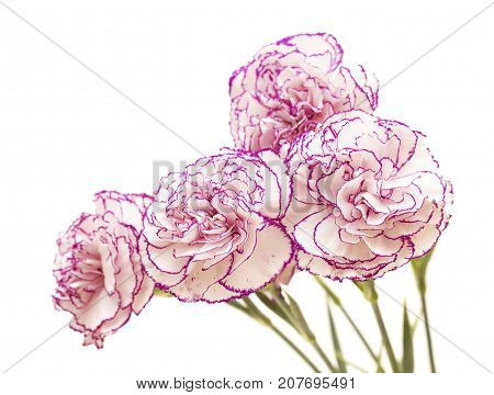 Carnation Flower Isolated