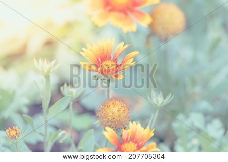 Flower (zinnia, Zinnia Violacea Cav.) In Garden