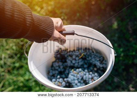 Male viticulturist harvesting grapes in grape yard organic farmer and agronomist filling bucket with wine grapes manual grape gathering selective focus