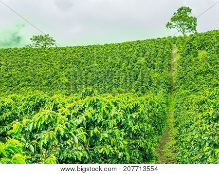 This image shows a coffee plantation in Jerico Colombia in the state of Antioquia.
