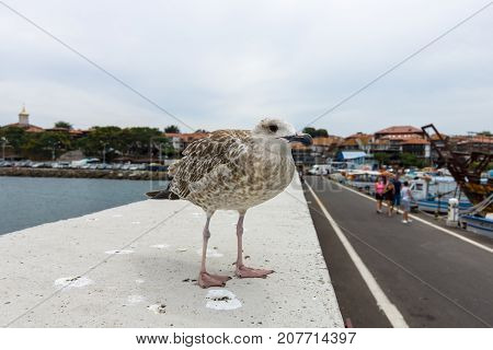 Curious gull on the background of an ancient city on the Black Sea coast of Bulgaria.