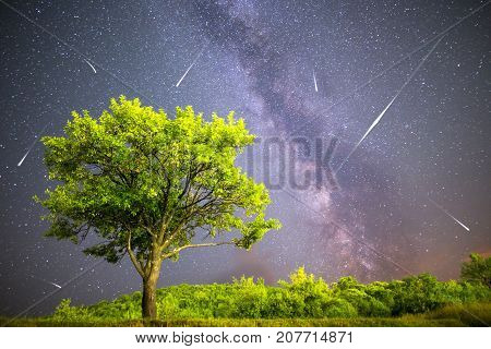 Green Tree Milky Way Night Sky Falling Stars