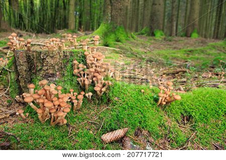 Large group of edible mushrooms from the Armillaria mellea growing on a wood stump in autumn forest.