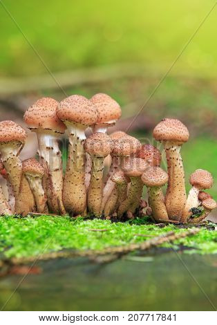 Large group of edible mushrooms from the Armillaria mellea growing on a wood stump in autumn forest.