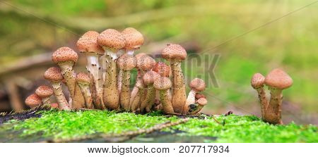 Large group of edible mushrooms from the Armillaria mellea growing on a wood stump in autumn forest.
