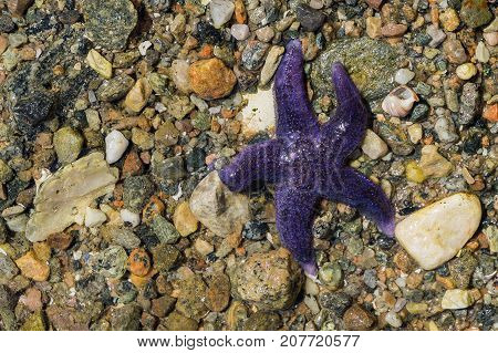 A purpel starfish laying on the sandy gravel beach bottom besides shells.
