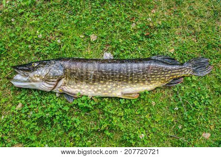 A Large Northern Pike On The Green Grass.