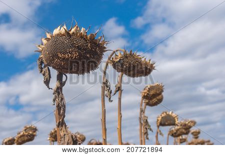 Beautiful ripe sunflowers against blue cloudy sky