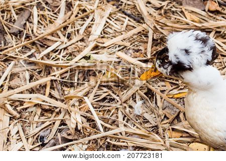 white duck with black spots bright orange beak and lush tufts peeking out from behind the edge of the frame on a light autumn day