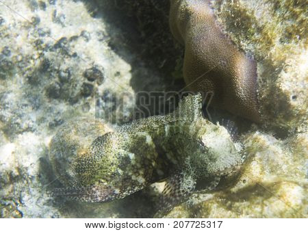 Salarias fasciatus fish close up view in the sea