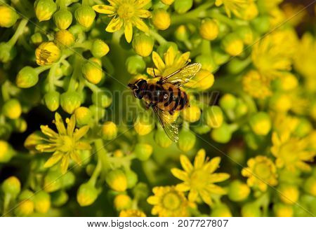 Bee on the small flowers of aeonium