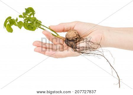 Female Hand Holds  Seedling Of A Walnut, Isolated On White Background