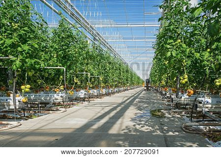 Berkel en Rodenrijs Netherlands - April 2 2017: tomatoes growing in a big greenhouse in the Netherlands