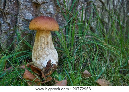 One Brown Mushroom, Lurid Bolete, In The Woods.