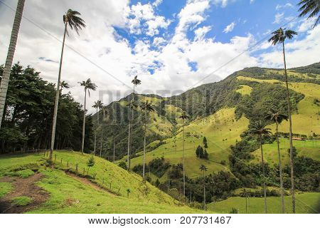 Palm Trees in Cocora Valley, Salento, Colombia